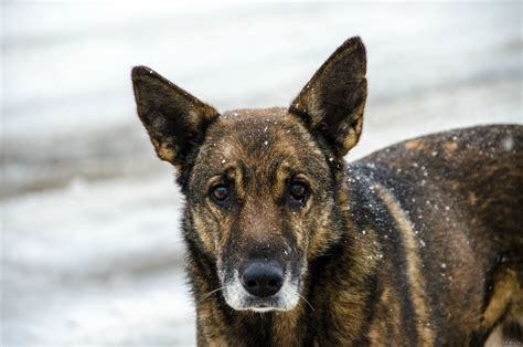 Пес, как у многих... | Пикабу