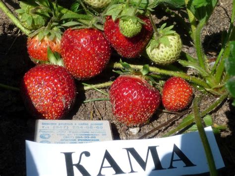 Клубника Кама: описание сорта, фото, отзывы садоводов
