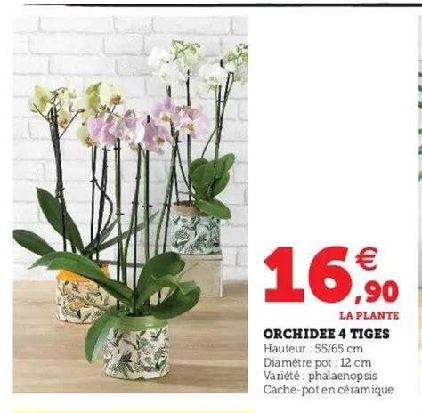 Promo Orchid E Tiges Chez Hyper U Icatalogue Fr