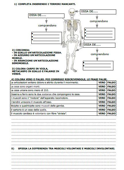 VERIFICA APPARATO LOCOMOTORE Classe Quinta MyFunFlipCl Ss Il