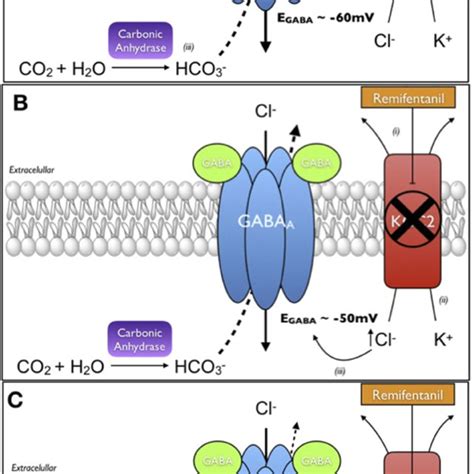 Scheme representing the molecular mechanism of acetazolamide (ACTZ) to... | Download Scientific ...