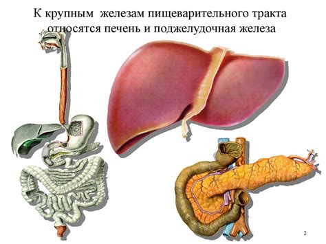 Печень. Жёлчный пузырь. Поджелудочная железа. Селезёнка (занятие 3 ...