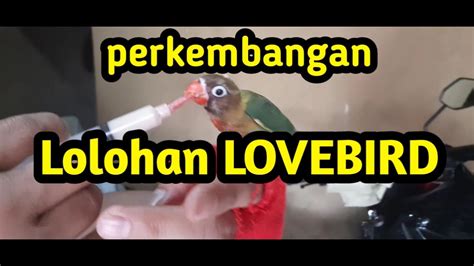 PERKEMBANGAN LOLOHAN LOVEBIRD YouTube