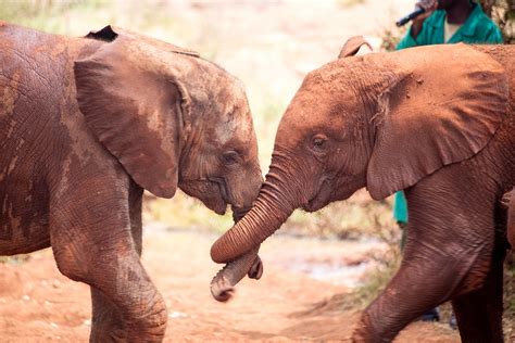 David Sheldrick Wildlife Trust Elephant Orphanage - Travelationship