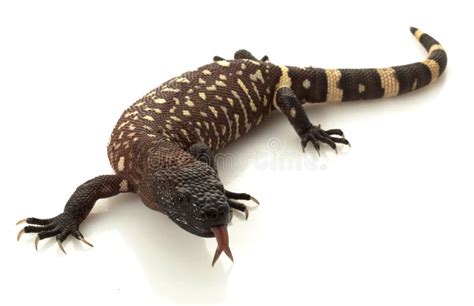 Mexican Beaded Lizard stock image. Image of venom, nature - 9854665