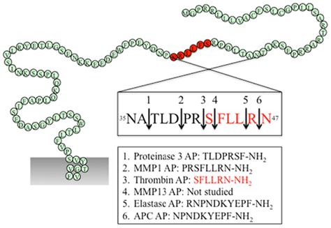 Frontiers Biased Signaling Of Protease Activated Receptors