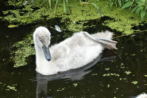 Cygnet Swan Young Bird - Free photo on Pixabay