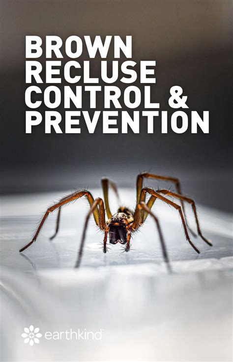 How To Get Rid Of Brown Recluse Spiders With Essential Oils Heunf