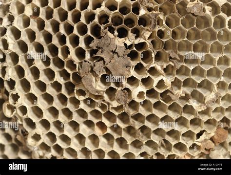 Beehive Interior Stock Photo Alamy