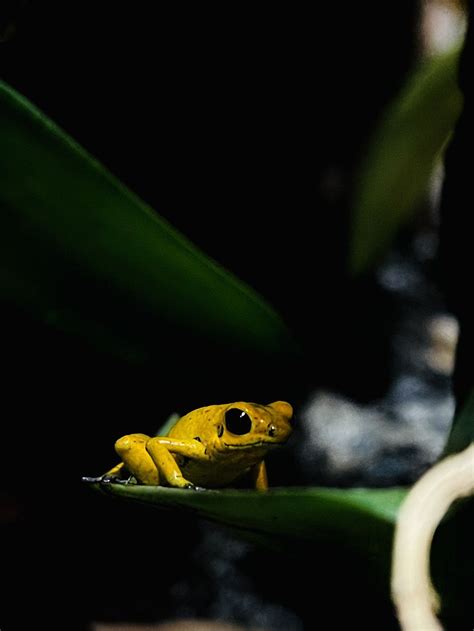 The Golden Dart Frog | Smithsonian Photo Contest | Smithsonian Magazine