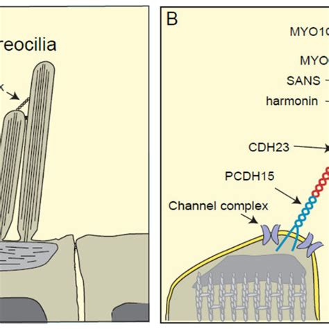 Models of cell mechanics. (a) Commonly employed viscoelastic models ... 