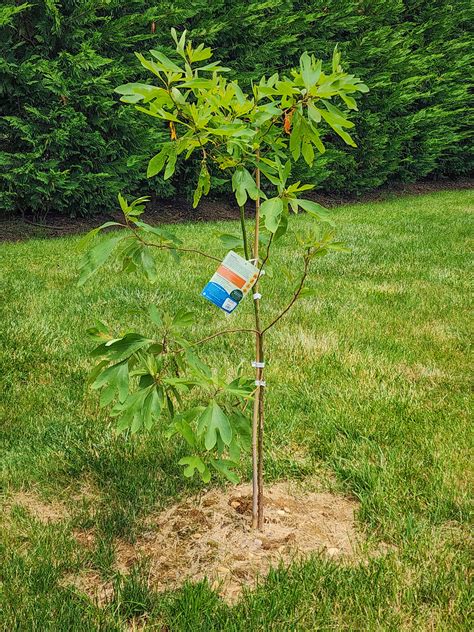 Our New Sassafrass Tree Doing Well So Far Joe Shlabotnik Flickr