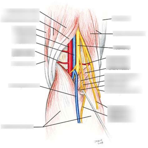 Branches Of Sciatic Nerve Diagram Quizlet