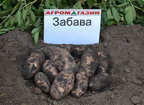 Сорт картофеля «Забава» – описание и фото