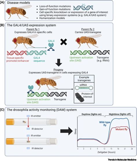 Does Glial Lipid Dysregulation Alter Sleep In Alzheimer’s And Parkinson’s Disease Trends In