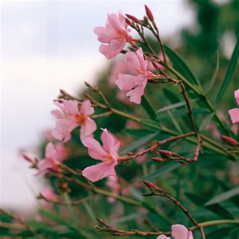 Een Oleander Snoeien En Verzorgen