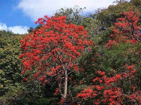 Mulungu Erythrina Mulungu Pró Saúde Viva