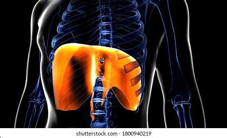 Human Respiratory System Diaphragm Anatomy3d Stock Illustration 1800940219 | Shutterstock