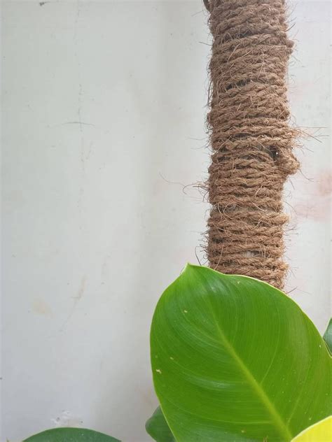 Coconut Fiber Rope/ Natural Coconut Rope/ Handmade Coconut Coir Rope/ Hanging, Binding, Home ...