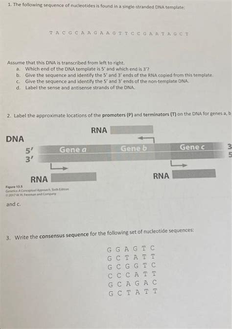 Solved 1. The following sequence of nucleotides is found in | Chegg.com 