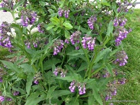 7 Comfrey Uses In The Permaculture Garden Tenth Acre Farm