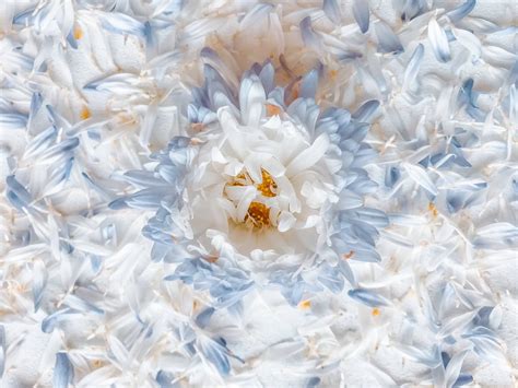 Blue and White Flower Arrangements - UrbanMatter