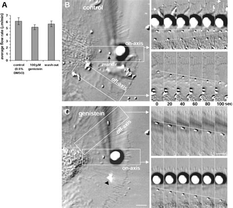 Ptk Inhibition Uncouples Rbis Without Affecting Retrograde F Actin