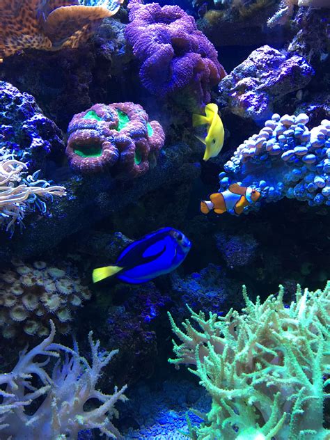 Dory and Nemo together | Baby dory, Aquarium fish, Sea birds