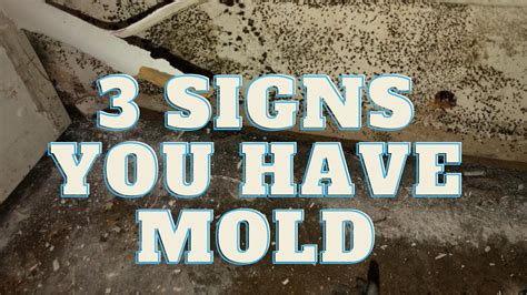 How To Find Mold In Your House 3 Signs You Need Mold Remediation Youtube