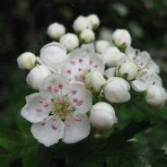 Hawthorn Elise Krohn Wild Foods And Medicines