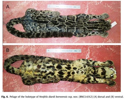 Species New to Science: [Mammalogy • 2011] Neofelis diardi borneensis | Borneo Clouded Leopard ...