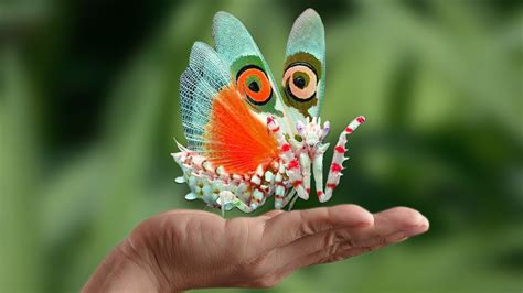 Top 10 Most Beautiful Insects In The World Insects Beautiful Bugs - Riset