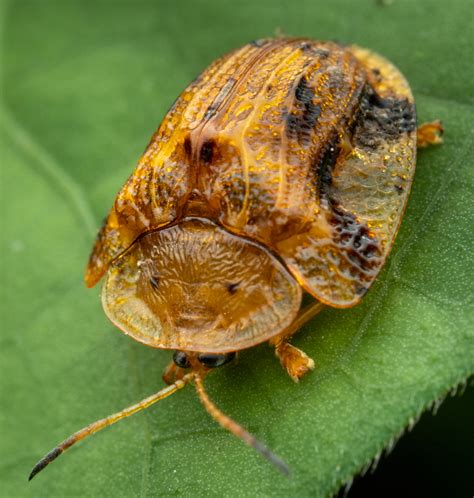 Laccoptera Nepalensis In October 2022 By S Dowell INaturalist