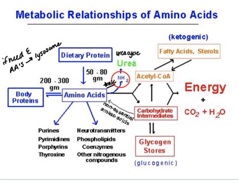 Lecture 38 Urea And Ammonia Metabolism Dr Olson Flashcards Quizlet