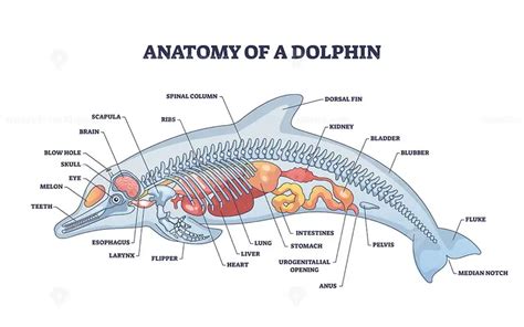 Anatomy of dolphin as animal inner physiological structure outline diagram - VectorMine