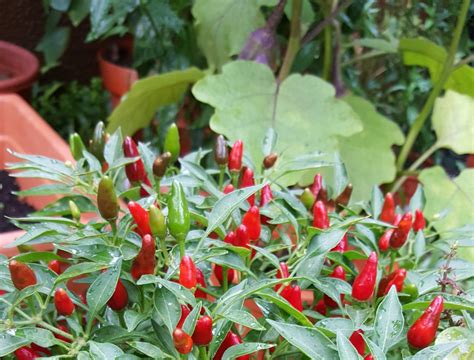 Chilli Pepper Farming A Complete Guide Harvest Season