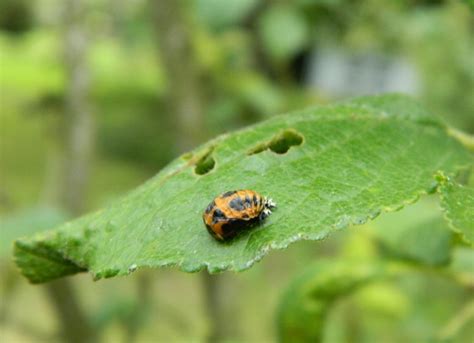 Nymphe de coccinelle Comment la reconnaître