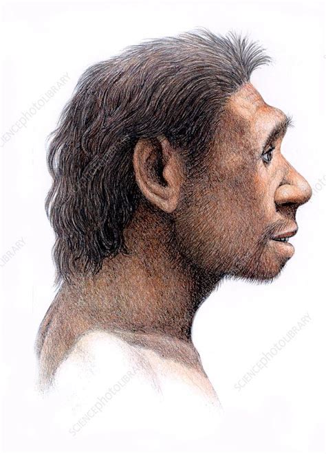 Homo Antecessor Stock Image E436 0166 Science Photo Library