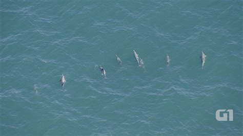 Golfinhos são vistos mergulhando no litoral norte de São Paulo Vale