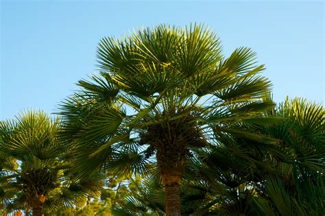 Palm Fronds Under Sunset Free Stock Photo - Public Domain Pictures