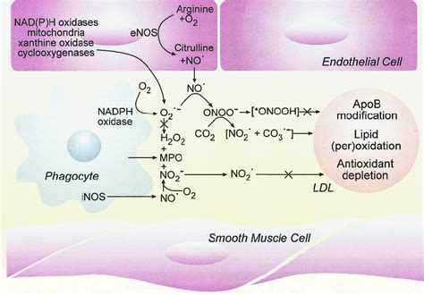 Oxidation Of LDL By Myeloperoxidase And Reactive Nitrogen Species