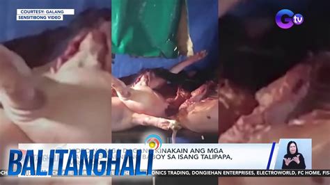 Video Ng Mga Dagang Kinakain Ang Mga Naiwang Karne Ng Baboy Sa Isang