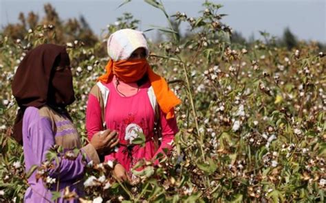 Egypt Cotton 2022 23 Production Expected To Rise 50 On Year