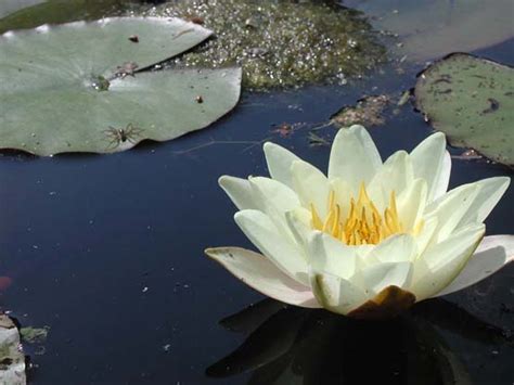 Cómo son las plantas que viven en ríos y lagunas de Chile Corma las