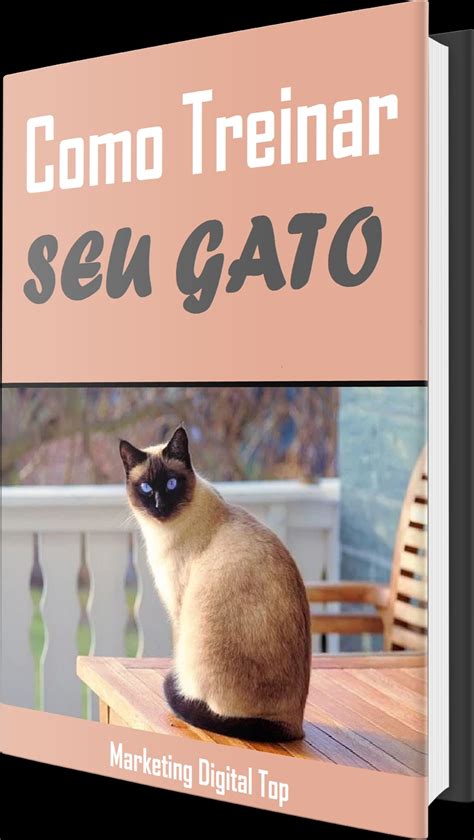 Como Treinar Seu Gato Tudo Que Voc Precisa Saber Matheus De