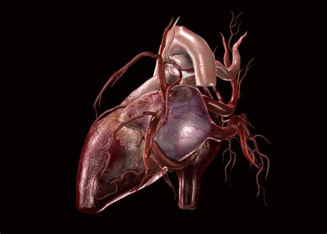 Human Heart Animation 3d Heart Human 3d Animation Bodewasude