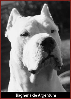 Argentine Dogo Breeders - Canada's Guide to Dogs