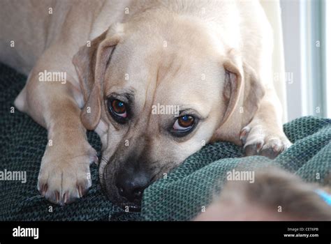 Puggle Dog Hi Res Stock Photography And Images Alamy