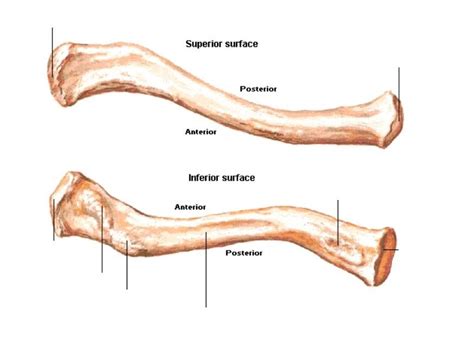 diagram  osteo    clavicle superior  inferior view