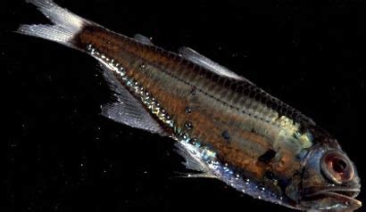 Portal Fish Picture: Deep Sea Lanternfish